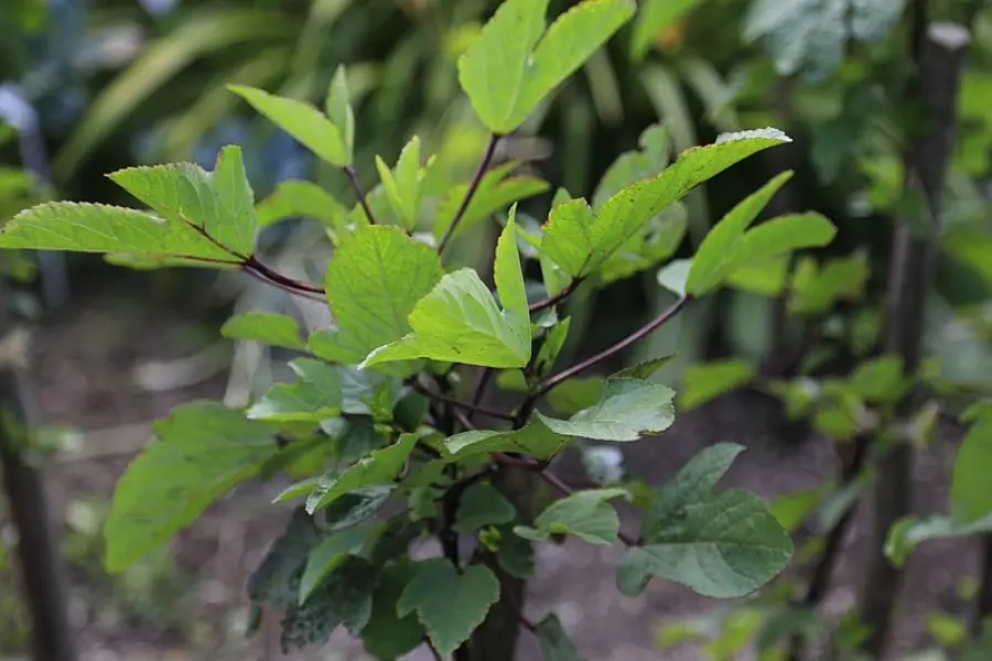 Karkadè: benefici, controindicazioni e come usarlo