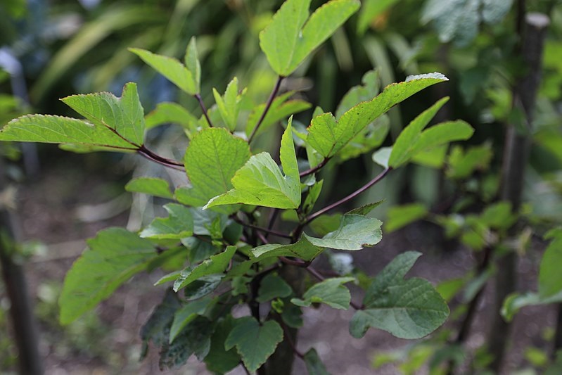 Karkadè: benefici, controindicazioni e come usarlo