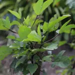 Karkadè: benefici, controindicazioni e come usarlo